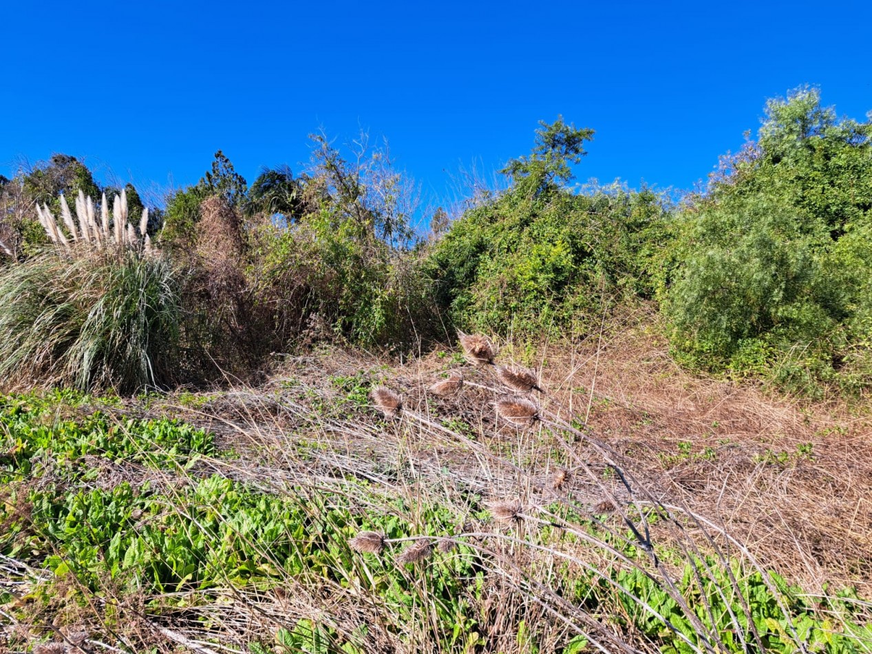 Amplio terreno en calle Echeverria al 2100